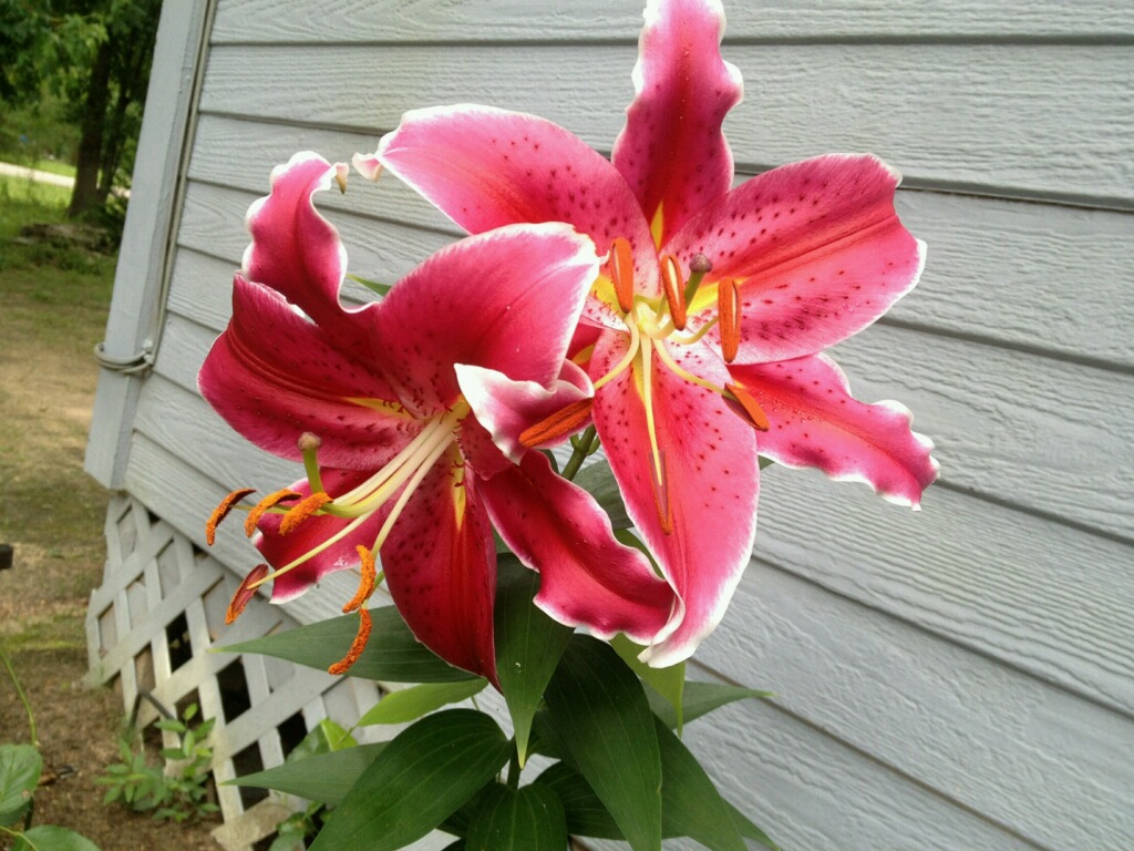 M&C Orsack Plumbing Contractor - Tomball, TX